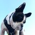 Olaf le Bouledogue 🧡 (@olafbouledogue) Twitter profile photo Olaf le Bouledogue 🧡 (@olafbouledogue) Twitter profile photo