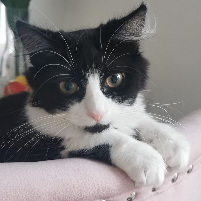 I may just turned 6 months old but i have lived a roll coaster of a life i am currently fighting FIP neurological issues raising funds to help with my med