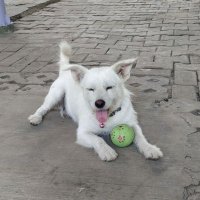 Bagoes (@sharpxknives) 's Twitter Profile