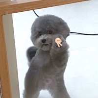 🪨🐈‍⬛💫 (@bowwiii) 's Twitter Profile Photo