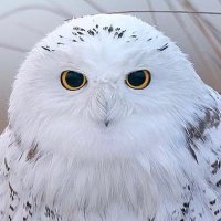 AndreH (@andrehintzeman) 's Twitter Profile
