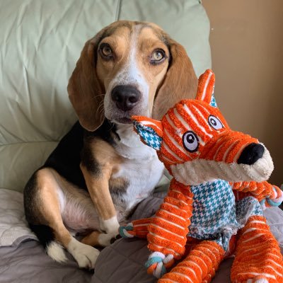 suedee714's profile picture. Followed by President Obama.music lover.rescue dog mom.soap opera watcher🚫NO DMs🚫 #MiamiHeat #Resist #adoptdontshop #KindnessMatters #BlueCrew #Roevember