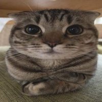 Z³ (@firmansyah_zill) 's Twitter Profile