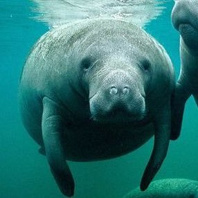 albedoteamo's profile picture. ex fuckjngcoolkid