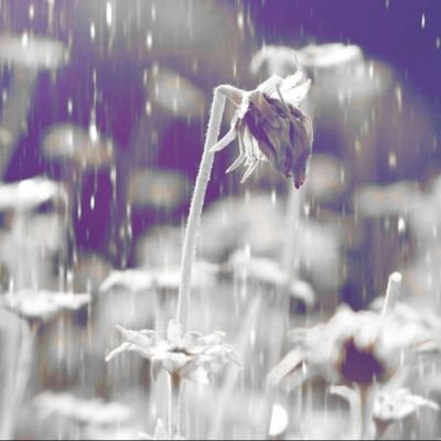 WiltdDesertFlwr's profile picture. 💙

This world doesn't need another bigot. This world needs compassion.