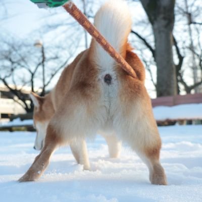 つまり 柴犬(しばいぬ)ダイスケ
ピンボケ&ノープラン&日の丸
掲載している画像はモデル以外の使用は許可しません。 一部分でも無断使用を発見した時は
法的手段も含めて 最低50万円を人生かけて全力で回収します。
その費用が50万円を越えようとも必ず回収します‼️
#CanonEOS6D