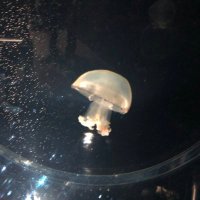 ねこ (@t_k3636) 's Twitter Profile