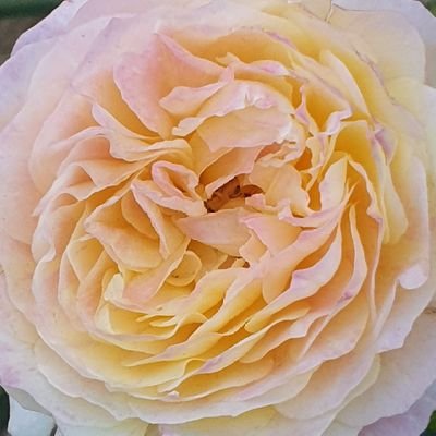 KREMOAさんのプロフィール画像