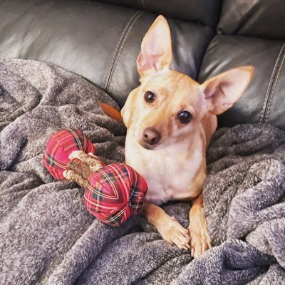 Good stuff for dogs, for a good cause. “If there are no dogs in heaven, then when I die I want to go where they went.”-Will Rogers
