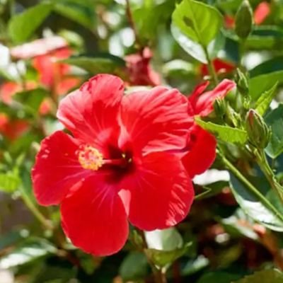 Hibiscus1030's profile picture. Mama and wife; Island girl🏝️🍹🩴 Educator, Entrepreneur, Boss lady💪🏾👑