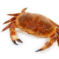 scuba dave's crab-o-tarium (farce)(@mel_n_harold) 's Twitter Profile Photo