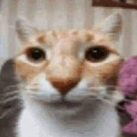 horrores ortograficos 🙀🦆🤼‍♀️ (@horrorestumami) 's Twitter Profile Photo