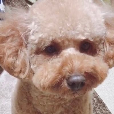 クゥ3歳♂(去勢手術すみ)7.9kgの大きめトイプーがいます🐶脂質代謝異常があるので低脂肪フードで様子を見てます´•ﻌ•`