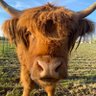 danielle_teahon's profile picture. New Regenerative Farmer who spends most of my day talking to animals instead of humans.