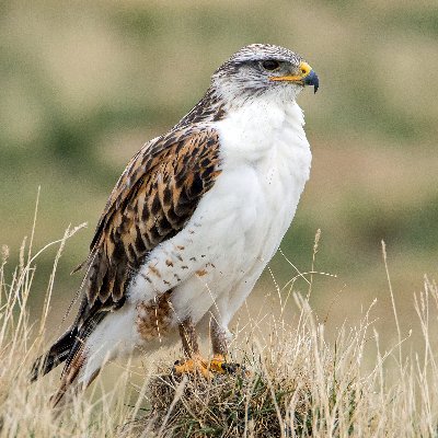 Natural History of Western Canada • Raptor ID and Ecology • Birder • Wildlife Photographer • Environmental Advisor on Energy Projects