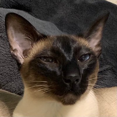 Giorgio22738424's profile picture. I would write a clever bio, but I’m just a cat.