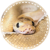 ããšðð·ðŠ (@kotoscale) Twitter profile photo ããšðð·ðŠ (@kotoscale) Twitter profile photo
