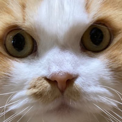 ayuyuyu1107's profile picture. スコティッシュフォールドのココ🐾🐈‍⬛（♂６歳）茶トラのドコ🐾🐈‍⬛（♂５歳）と私、主人、娘2人の4人2匹もふもふな毎日を掲載中🐾🐾無言フォロー失礼します💕エロ垢&YouTube❌❌フォローして頂けるとうれしいです❤️