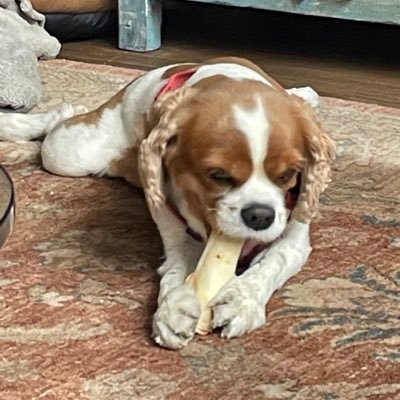 ChezMcTau's profile picture. Live in tribeca. Passionate about the stock market.