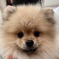 ちくわ🍢 (@chikuwa1225_) 's Twitter Profile Photo ちくわ🍢 (@chikuwa1225_) 's Twitter Profile Photo