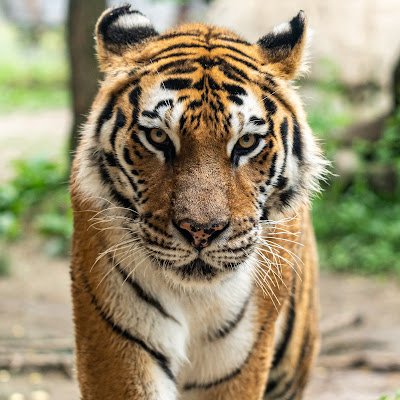 TKaisarNetwork's profile picture. 