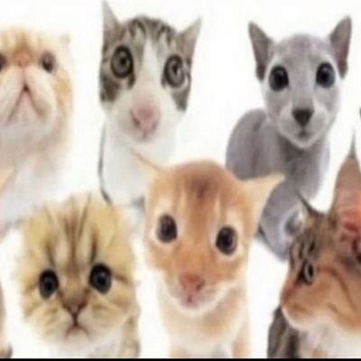 k_k_moran's profile picture. kylie ~ ibunnykin