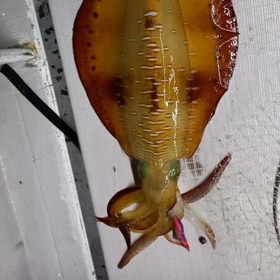 wrmonsterr's profile picture. 