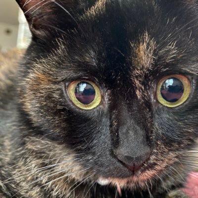 linalinacat Profile Picture