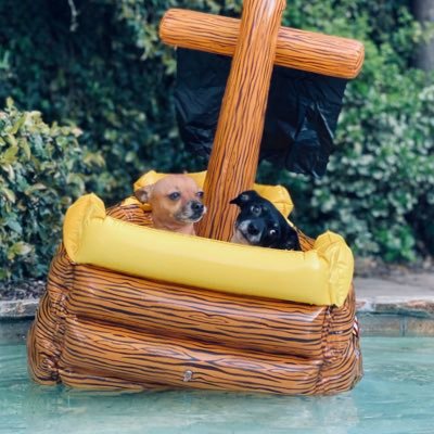 bossert_l's profile picture. Perpetually curious, slightly caustic, always sweet, & usually on the ball. Owned by a million doggies! 🦓