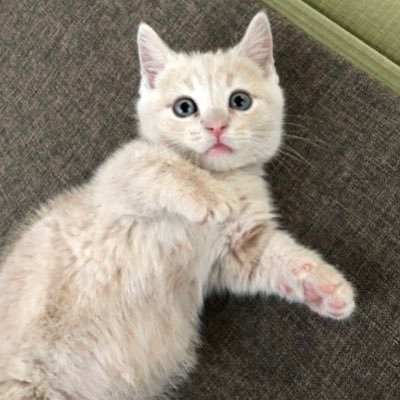 B'zと同い年の猫好き主婦🙌 元気爆発な3人&1匹🐈の母してます🤱✨使い方よくわかってないので失礼があったらすみません😭🔰どうぞよろしくお願いします🎵✨B'z➡️9/9静岡エコパ参戦❤️➡️9/24大阪千秋楽参戦🙋‍♀️💖生一丁！喜んで〜！🍻💕#Bz #猫 #3人育児 #子育て