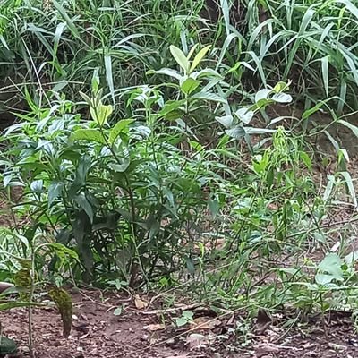 Lourdes3116's profile picture. Smile