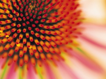 garden_zone's profile picture. Keen to see you Grow, Develop & Maintain the space to eat from Fresh home Grown produce.  Mark B. 074 808 19 001