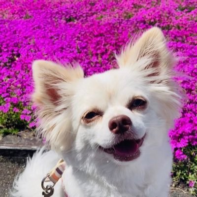 mintfam1's profile picture. チワワのミント 2019.3.16 ♂ 5.6kg 元保護犬 トイプードル？ アイビー 2019.12.4（当時7歳以上かな）♀3.4kg パテラ手術 胆泥症 角膜手術 好きなものは、手作り、アニメ、声優、ブルーハーツ、オールディーズ、ラーメン、ポテトチップス、コーヒー。犬好きさんと繋がりたい 副業、エロはブロック❌
