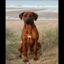 Peter Maas - @maas_peter - Twitter