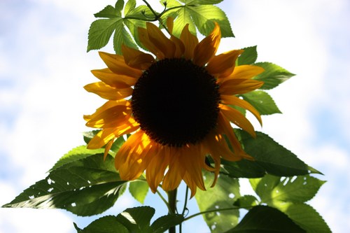 misunorijpn's profile picture. 