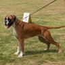 AG28071973's profile picture. FvD, anti-islam, tegen de gevestigde elite. love my #Boxer! lid van de #nietgevaccineerdenclub . FC Groningen/Vak G.   BLIJF CONTANT BETALEN !!!! 🇷🇺