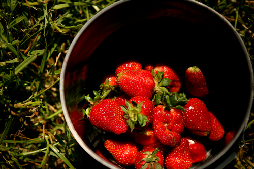 StrawberriesGA's profile picture. The Strawberry Patch is a U-pick, Farm to Table, strawberry farm offering strawberry ice cream, strawberry cheesecake and fried pies. Hwy 109, Pike County, GA