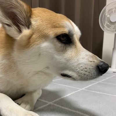 kokotyaaaan's profile picture. ガッツ！ 何事もチャレンジ！ プラス娘のためにポケカ、ワンピース関係❣️2023/9/18stepn開始s国