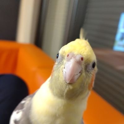 ウェーイ(^o^)おかめインコ鳥飼

フォロー、拡散、RTお願いしまーす！
2023年5月より不定期公開♫
YouTube
「オカメなれもちゃんねる」
チャンネル登録もヨ・ロ・シ・ク🐥
※数秒のshortsだから気軽にみてね笑