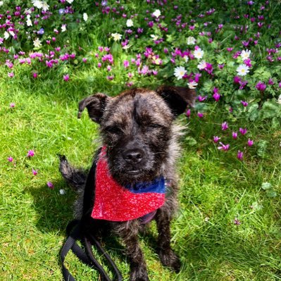 Care about all Wildlife and the Environment. Walks with my rescue dog Rosie. Volunteer Litter picker. No DM’s 🌍🌱🦔🦢🐝🕷🐳🌈🍄🦋🐌🌳🐕🦺🐾