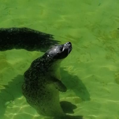 Zerox1741's profile picture. 