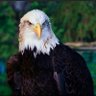 truthtsar's profile picture. Pro freedom and 1A/2A. IFBAP immediately! I interact with anyone who interacts with my posts, except trolls. truthtsar1 on TS, I follow back there as well