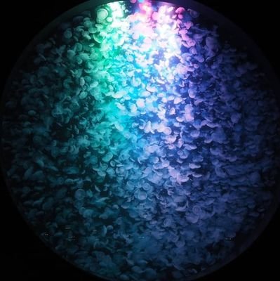 Hana_chan_g's profile picture. 下着沼║D65║149cm║ブルベ冬・クール・骨格ウェーブ (トータル診断済)║FANCL・irohaも好き║その他LDH🌏野球🦊などのオタク║不快・謎な垢はブロック🙅‍♀