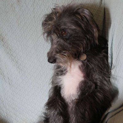 Pingpongpete1's profile picture. Did same Oxford course as Boris Johnson,  wasted my time smoking dope & listening to music, but did better than him.  So he's not that brilliant - cos I'm not.