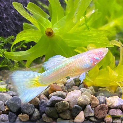 趣味でめだかを飼育してます！ ！20歳です✌️ 魚を飼ってる人が周りにいないので気軽に絡んでいただけると嬉しいです🐟