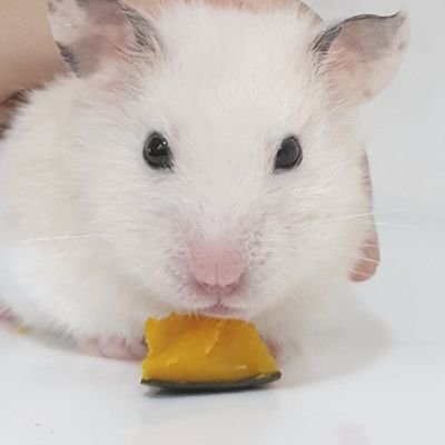 borisnbabara's profile picture. its me!