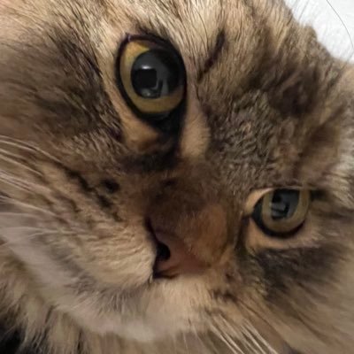 ponkichipopo's profile picture. 猫/🚀📈🚀/自作PC/デスク環境/ゲーミングデバイス/マイクラ/DbD/APEX/モンスト/麻雀/バウヒュッテ/ロジクール/msi/ スニーカー/SCUF/レトロゲーム/steam/ps5/Amazon/楽天