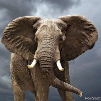 Schrödinger's Elephant🐘 (@manosenthil) 's Twitter Profile