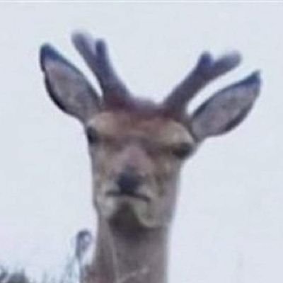 anti_lopes's profile picture. 