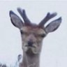 anti_lopes's profile picture. 